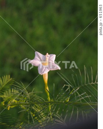 珍しい薄紫のルコウソウ 651963