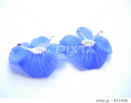 ベロニカ・オックスフォードブルー 651998