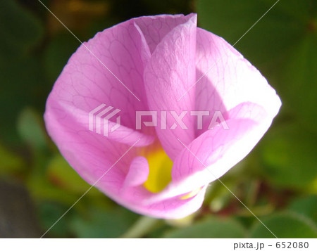ムラサキカタバミの花 652080