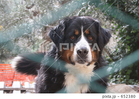 大型犬 セントバーナード 犬の写真素材 [652380] - PIXTA