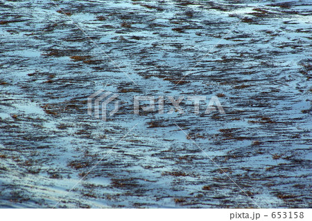 海草の浮かぶ海面の背景素材 海草の浮かぶ海面の背景素材 653158