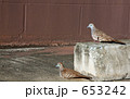 チョウショウバト(ゼブラバト) チョウショウバト(ゼブラバト) 653242