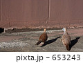 チョウショウバト(ゼブラバト)2 チョウショウバト(ゼブラバト)2 653243