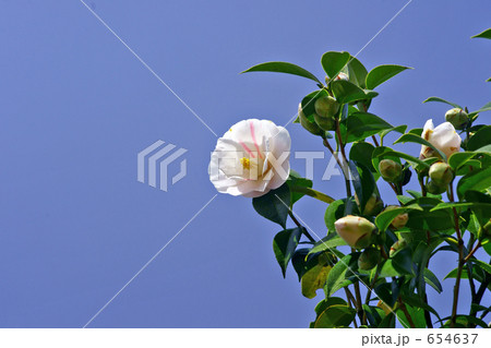 五色散椿(ゴシキチリツバキ) 五色散椿(ゴシキチリツバキ) 654637