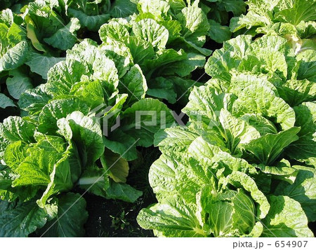 キャベツ畑 654907