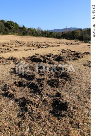 猪の被害を受けた芝生 猪の被害を受けた芝生 654933