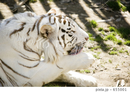 陸の哺乳類 655001