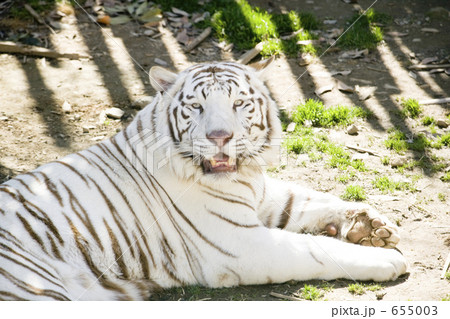 陸の哺乳類 655003