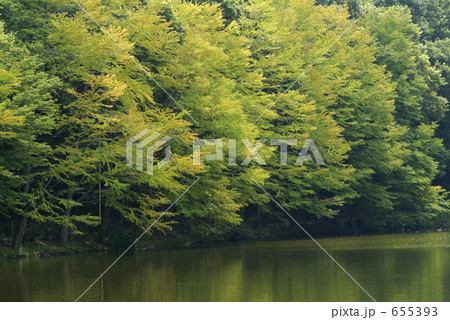 桂（立秋の頃） 655393