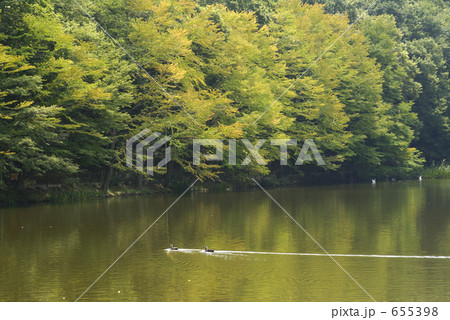 桂（立秋の頃） 655398