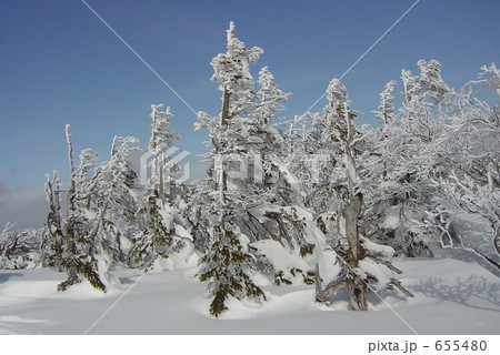 晴天の八幡平の青森とど松 晴天の八幡平の青森とど松 655480