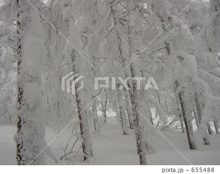 雪の中の蔵王の林 655488