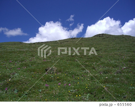 チベット高原の花の季節 655560