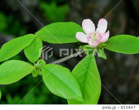 カリンの花 655847