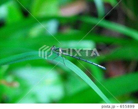 青い蜻蛉 655899