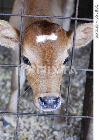 かわいい仔牛 655901