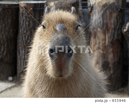 カピバラ 正面顔の写真素材