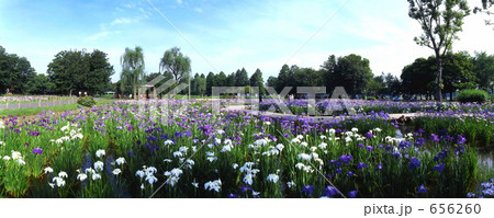 菖蒲のパノラマ写真 菖蒲のパノラマ写真 656260