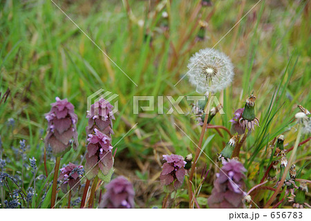 たんぽぽ たんぽぽ 656783