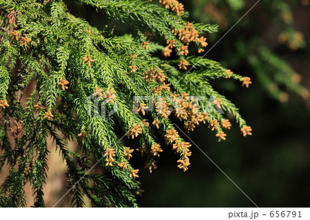 杉の雄花 杉の雄花 656791