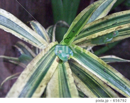 コスタリカのアマガエルモドキ コスタリカのアマガエルモドキ 656792