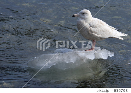 シロカモメ 656798