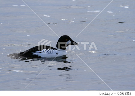 ホオジロガモ 656802
