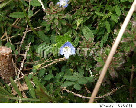 オオイヌノフグリ オオイヌノフグリ 656842