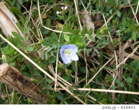 オオイヌノフグリ 656843
