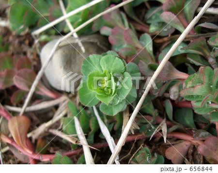 トウダイグサ 656844