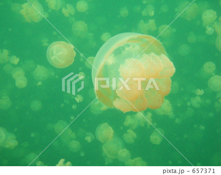 パラオのジェリーフィッシュレイクのタコクラゲ 657371