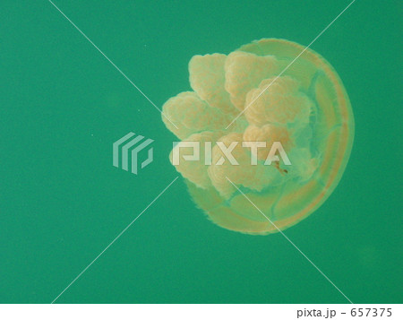 パラオのジェリーフィッシュレイクのタコクラゲ 657375