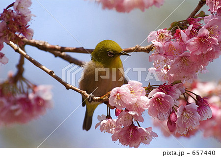 めじろと大寒桜 めじろと大寒桜 657440