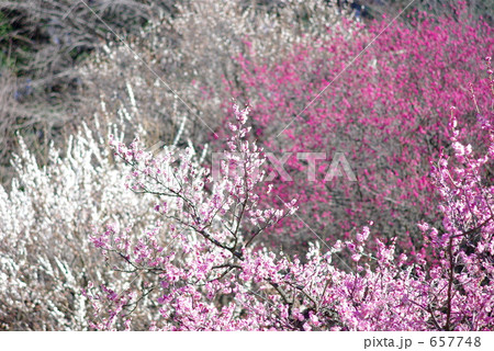 小石川植物園の彩り豊かな梅園 657748