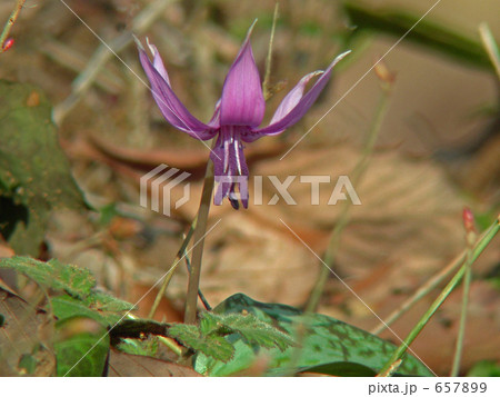 カタクリの花 657899