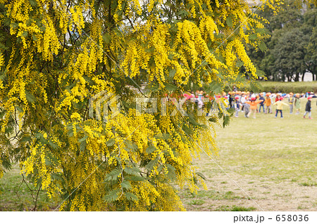 ミモザと元気な子供たち 658036