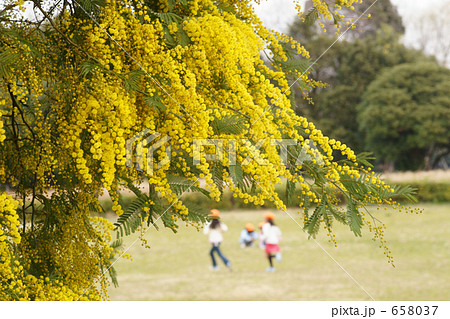 ミモザと元気な子供たち 658037