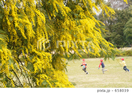 ミモザと元気な子供たち 658039