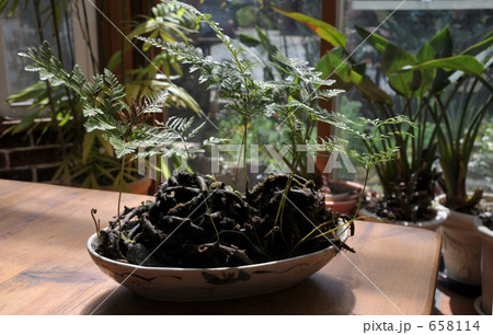 鉢植えのつりしのぶ 鉢植えのつりしのぶ 658114