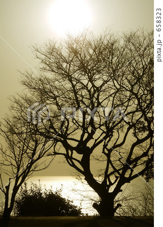 夕日に浮かぶ樹木のシルエット 658323