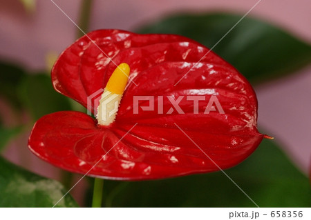 アンスリューム・シエラ 658356