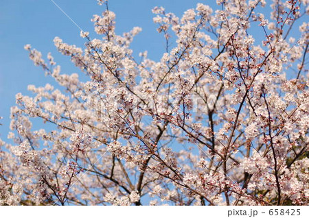 木場公園のサクラ 658425