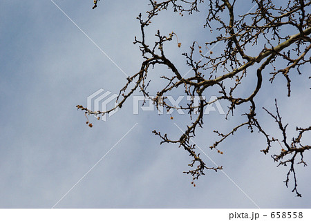 スズカケノキ 658558