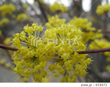 咲きほこるダンコウバイ 658972