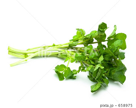 クレソン 白バック 658975