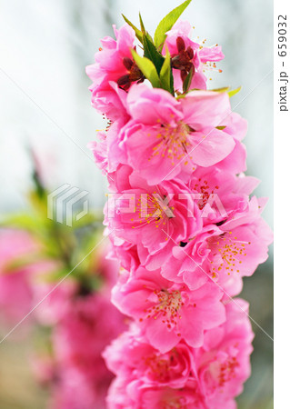 八重　ハナモモ 659032