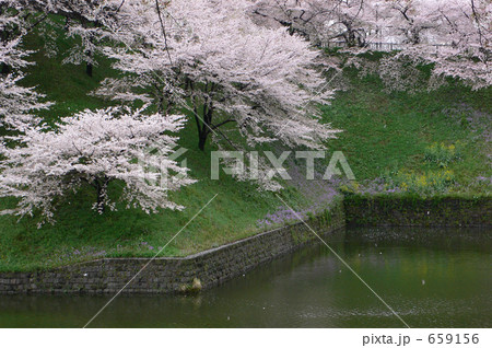 花に酔う（北の丸公園辺り）１ 659156