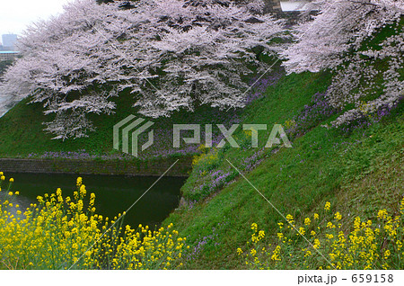 花に酔う（北の丸公園辺り）３ 659158