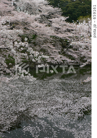 花に酔う（北の丸公園辺り）５ 659161