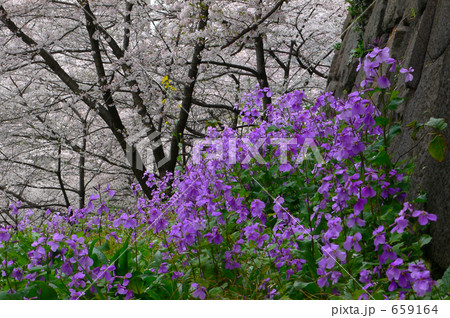 花に酔う（北の丸公園辺り）６ 659164